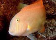 Xyrichthys novacula Pärla