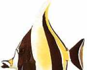 Zanclus canescens Skiva