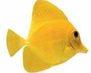 Zebrasoma flavescens Gulkirurg