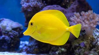 Zebrasoma flavescens (Gulkirurg)