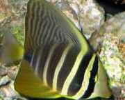 Zebrasoma veliferum Zebrasomveliferum