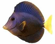 Zebrasoma xanthurum Gul -stappa akanture