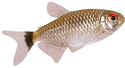 Moenkhausia oligolepis (Moenkhausia med röda ögon)