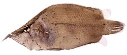 Monocirrhus polyacanthus (Brandman)