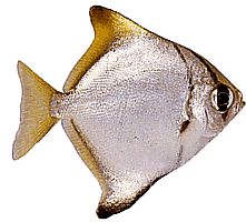Monodactylus argenteus (Månfisk)