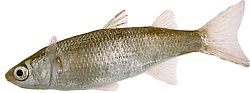 Mugil labrosus (Mulor med stora läppar)