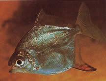 Myleus rubripinnis rubripinnis (Metynnis med röd krok)