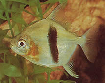 Myleus schomburgkii