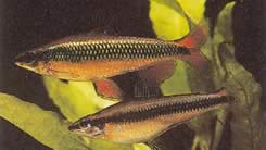 Nannocharax latifasciatus (Afrikansk tetrachett)