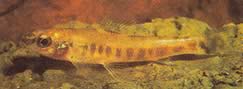 Nannocharax macropterus Afrikansk tetra-flechete med stora fenor