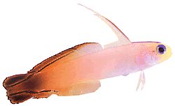 Nemateleotris magnifica (Eldgobie)