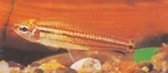 Neolebias trilineatus Afrikansk karaktär med tre band