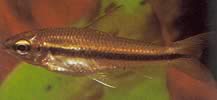 Neolebias unifasciatus Svarta neolebias, afrikansk karaktär till ett band
