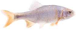 Notropis lutrensis (Amerikansk ide med röda fenor)
