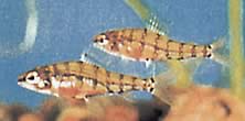 Odontocharacidium aphanes Odontocharacidium afaner