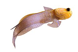 Opistognathus aurifrons (Opistognathe at Front Doré)