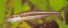 Paraphago rostratus Randig Phago