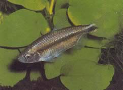 Petersius conserialis (Petersius Consealis)