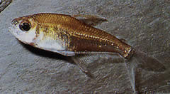 Phenacogaster megalostictus Stor fläckglas tetra