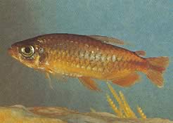 Phenacogrammus deheyni (Tetra du Kongo de deheyn)