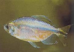 Phenacogrammus sp. Congo I (Tetra du Kongo de bleher)