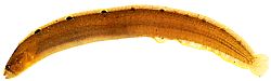 Pholis gunnellus (Gon)