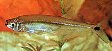 Piabucus dentatus Tetra piabuco tand