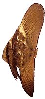 Platax orbicularis Orbikulär fladdermusfisk