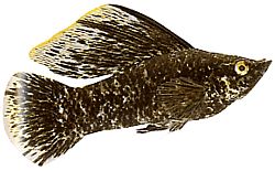 Poecilia latipinna (Molly slöja)