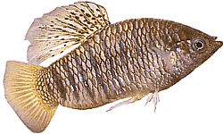 Poecilia nigrofasciata Svart stråle