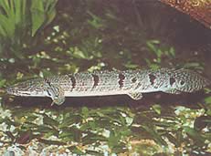 Polypterus delhezi (Zaïre PolyPtere (Bichir))