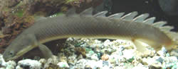 Polypterus senegalus