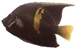 Pomacanthus maculosus Ängelfisk i croissant
