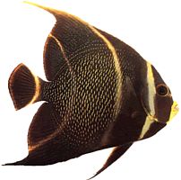 Pomacanthus paru (Fransk ängel)