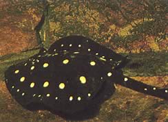 Potamotrygon henlei Eldlinje