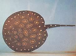 Potamotrygon leopoldi (Leopold sötvattenlinje)