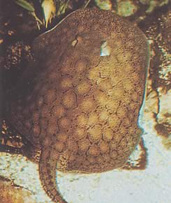 Potamotrygon reticulatus Återuppbyggnad sötvattenlinje