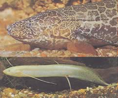 Protopterus aethiopicus aethiopicus Etiopien protopter