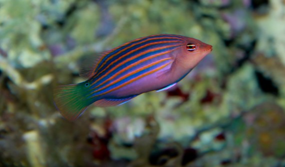 Pseudocheilinus hexataenia Sex -labrum