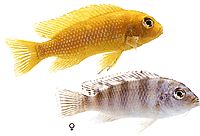 Pseudotropheus lombardoi