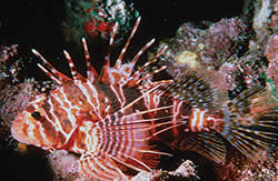 Pterois sphex Hawaii Pterois