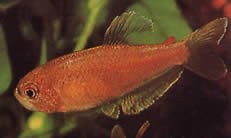 Rachoviscus crassiceps Characin med tjockt huvud, gyllene tetra