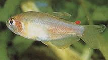 Rachoviscus graciliceps (Gracile characin)