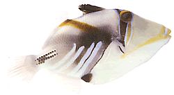 Rhinecanthus aculeatus (Ballistpicasso)