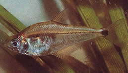 Roeboides paranensis (Honchback, huvudet längst ner i Paraguay)