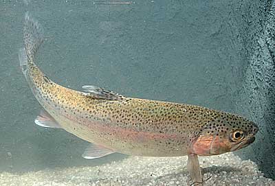 Salmo gairdneri regnbågsforell