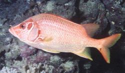 Sargocentron spinifer