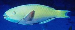 Scarus ghobban (Timmerfisk)
