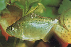 Serrasalmus rhombeus Pacu fläckig, vit piranha