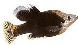 Skiffia francesae x multipunctatus Skiffia francesae x multipunctatus